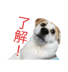 雑種犬のふじまる（個別スタンプ：18）