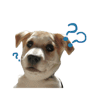 雑種犬のふじまる（個別スタンプ：19）