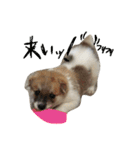雑種犬のふじまる（個別スタンプ：20）