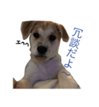 雑種犬のふじまる（個別スタンプ：21）