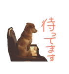 雑種犬のふじまる（個別スタンプ：24）