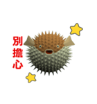 (In Chinene) CG Porcupinefish (2)（個別スタンプ：14）