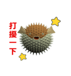 (In Chinene) CG Porcupinefish (2)（個別スタンプ：15）