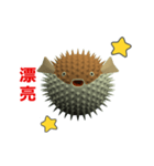 (In Chinene) CG Porcupinefish (1)（個別スタンプ：8）