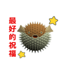 (In Chinene) CG Porcupinefish (1)（個別スタンプ：16）