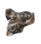 モモとキク（個別スタンプ：5）