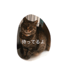 モモとキク（個別スタンプ：7）