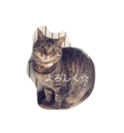 モモとキク（個別スタンプ：11）