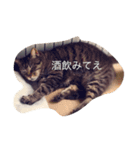 モモとキク（個別スタンプ：12）
