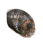 モモとキク（個別スタンプ：15）