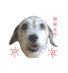 ジャックラッセルテリア犬 のはら（個別スタンプ：1）