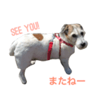 ジャックラッセルテリア犬 のはら（個別スタンプ：3）