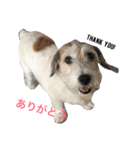 ジャックラッセルテリア犬 のはら（個別スタンプ：4）