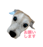 ジャックラッセルテリア犬 のはら（個別スタンプ：5）