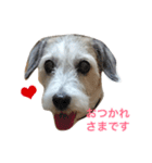 ジャックラッセルテリア犬 のはら（個別スタンプ：7）