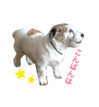 ジャックラッセルテリア犬 のはら（個別スタンプ：8）