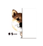 HPt presents 英知 太郎くん（個別スタンプ：8）
