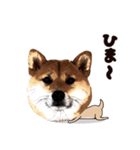 HPt presents 英知 太郎くん（個別スタンプ：9）