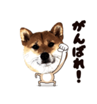 HPt presents 英知 太郎くん（個別スタンプ：23）