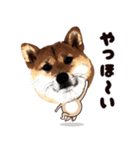 HPt presents 英知 太郎くん（個別スタンプ：27）