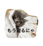 銀＆コウスタンプ（個別スタンプ：11）