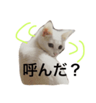 銀＆コウスタンプ（個別スタンプ：12）