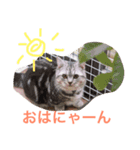 銀＆コウスタンプ（個別スタンプ：13）