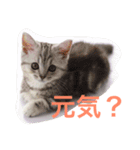 銀＆コウスタンプ（個別スタンプ：14）