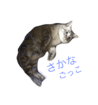 ととにゃん 2（個別スタンプ：12）