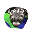 フェレットタロウです（個別スタンプ：2）