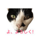 うちのネコチャンズ（個別スタンプ：3）