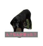 うちのネコチャンズ（個別スタンプ：6）