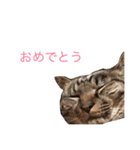 うちのネコチャンズ（個別スタンプ：7）