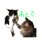 うちのネコチャンズ（個別スタンプ：8）