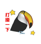 (In Chinene) CG Toco Toucan (2)（個別スタンプ：15）