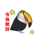 (In Chinene) CG Toco Toucan (1)（個別スタンプ：15）