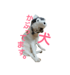 犬の幸せな日々。（個別スタンプ：1）