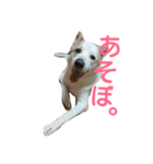 犬の幸せな日々。（個別スタンプ：2）