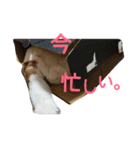 犬の幸せな日々。（個別スタンプ：3）