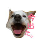 犬の幸せな日々。（個別スタンプ：5）