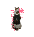 犬の幸せな日々。（個別スタンプ：6）