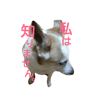 犬の幸せな日々。（個別スタンプ：7）