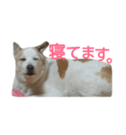 犬の幸せな日々。（個別スタンプ：8）