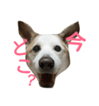 犬の幸せな日々。（個別スタンプ：9）