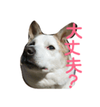 犬の幸せな日々。（個別スタンプ：14）