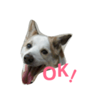 犬の幸せな日々。（個別スタンプ：15）