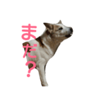 犬の幸せな日々。（個別スタンプ：17）