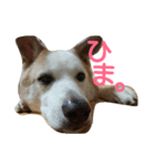 犬の幸せな日々。（個別スタンプ：18）