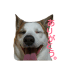 犬の幸せな日々。（個別スタンプ：19）
