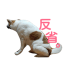 犬の幸せな日々。（個別スタンプ：20）